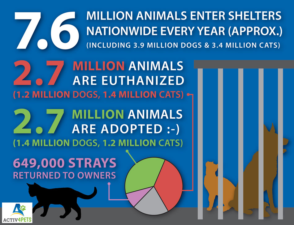 the-puzzling-geography-of-animal-shelter-dog-euthanasia